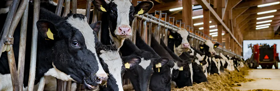 Beleuchtung im Kuhstall Beleuchtung im Kuhstall