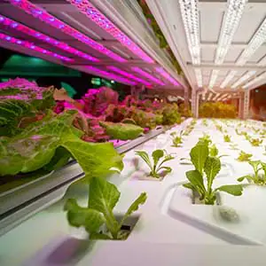Pflanen die mit Hilfe von LEDs beleuchtet werden